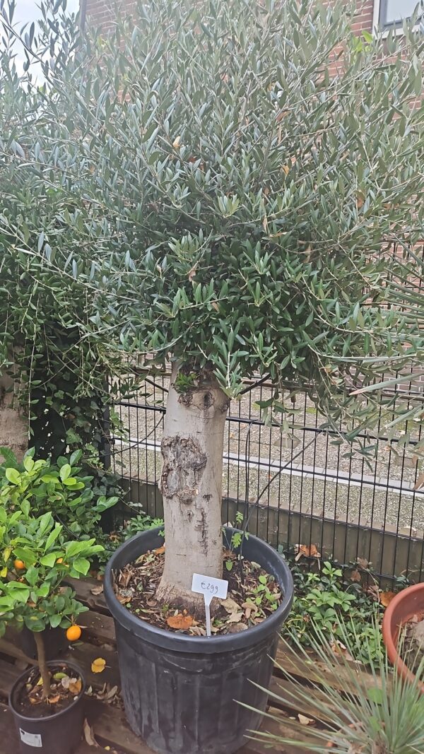 Karaktervolle Mediterraanse olijfboom met dikke stam en volle kruin in pot bij Lankreijer Hilversum
