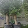 Prachtige Mediterraanse olijfboom met dikke robuuste stam en volle kruin in pot bij Lankreijer Hilversum