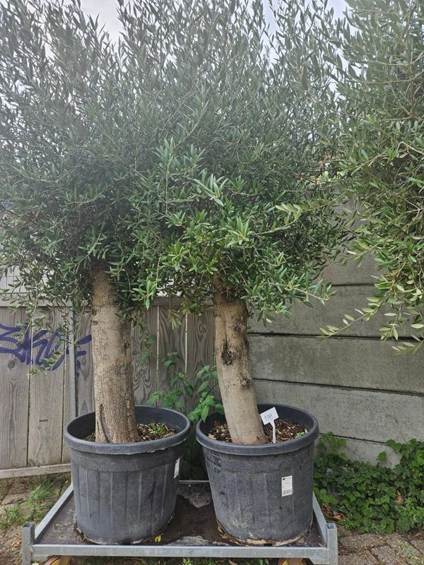 Prachtige Mediterraanse olijfboom met dikke robuuste stam en volle kruin in pot bij Lankreijer Hilversum