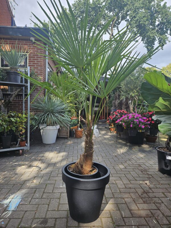 Palmboom Trachycarpus Fortunei stam 30