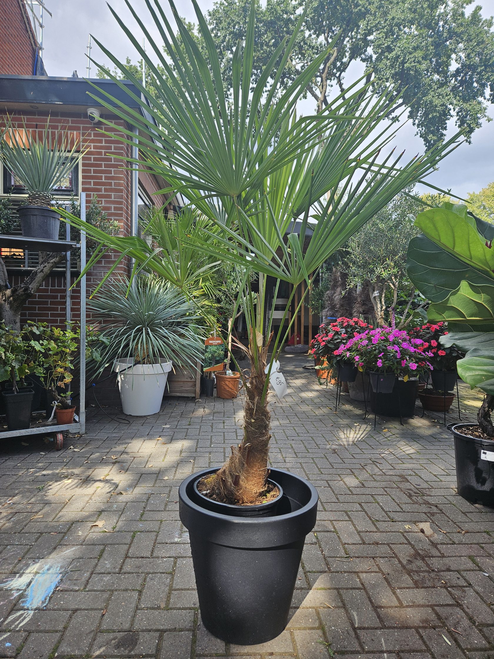 Winterharde Trachycarpus fortunei met stam van 40 cm in Hilversum