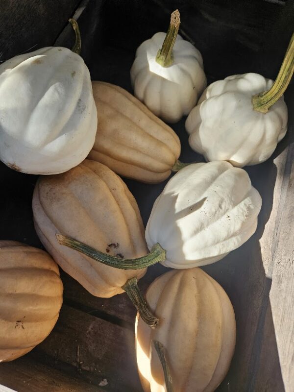 Langwerpige crèmewitte White en roze Acorn pompoenen in winkel in Hilversum