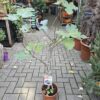 Compacte vijgenboom van 100 tot 110 cm hoog in pot
