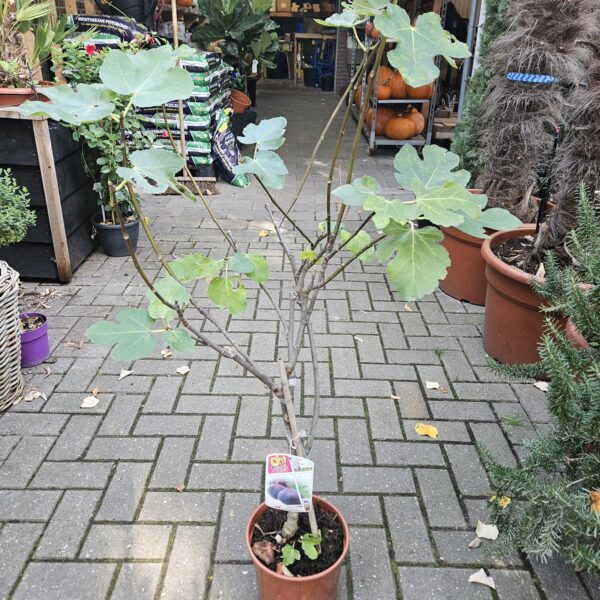 Compacte vijgenboom van 100 tot 110 cm hoog in pot