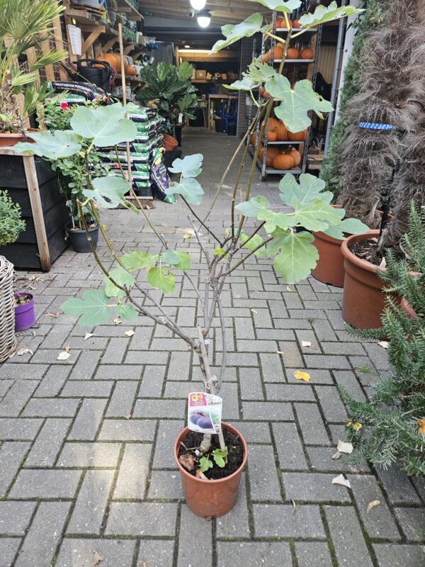 vijgenboom-100-110-cm-hilversum Compacte vijgenboom van 100 tot 110 cm hoog in pot