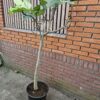 Mooie vertakte vijgenboom van 150 cm hoog in pot