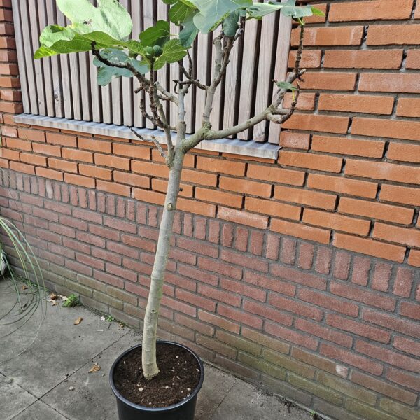 Mooie vertakte vijgenboom van 150 cm hoog in pot