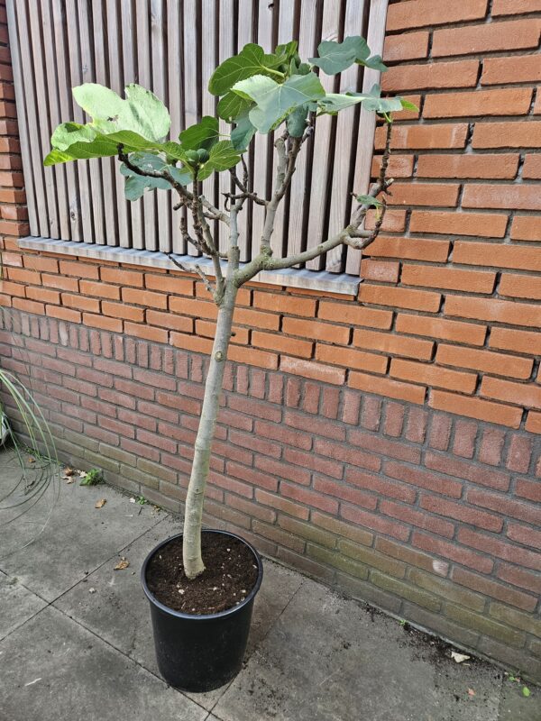 vijgenboom-150-cm-diverse-soorten-hilversum Mooie vertakte vijgenboom van 150 cm hoog in pot